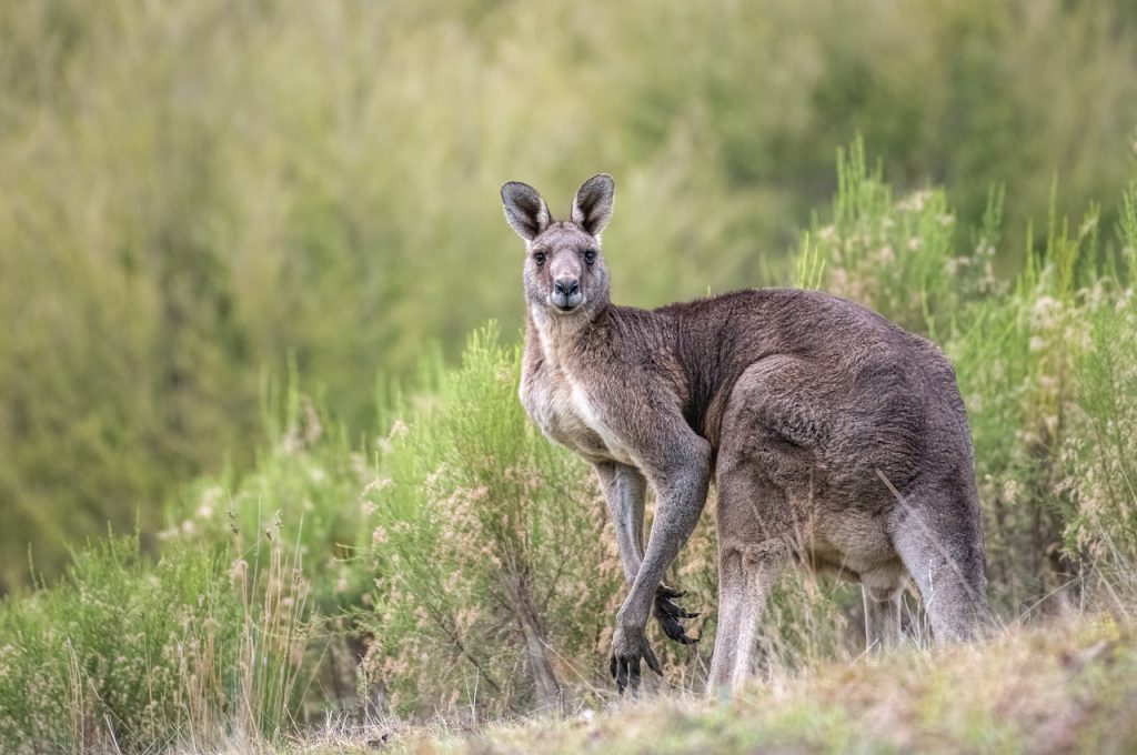 kangaroo, australia, wildlife-6605269.jpg