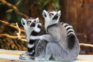 lemurs, animals, zoo-1010643.jpg